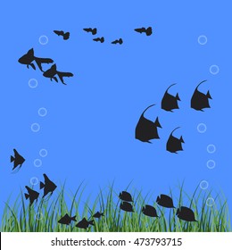 fish in an aquarium