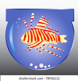 Fish in aquarium.