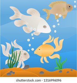 fish in aquarium with pebbles