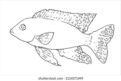 fish Aulonocara firefish. black isolated outline, hand-drawn in the style of a sketch of a sea fish on white for signage, packaging, logo design template.fish from the aquarium series