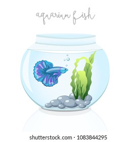 fish  betta  in the aquarium