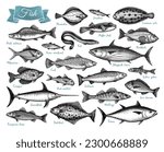 Fish big collection. Set of ink sketches isolated on white background. Hand drawn vector illustration. Retro style.