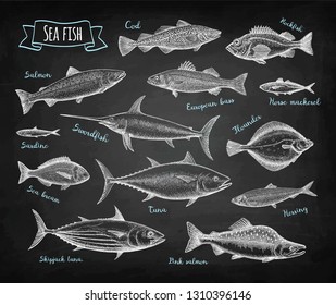 Fish big set. Chalk sketches isolated on blackboard background. Hand drawn vector illustration. Retro style.