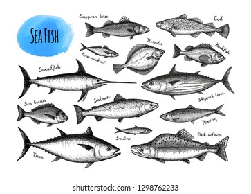 Fish big set. Ink sketches isolated on white background. Hand drawn vector illustration. Retro style.
