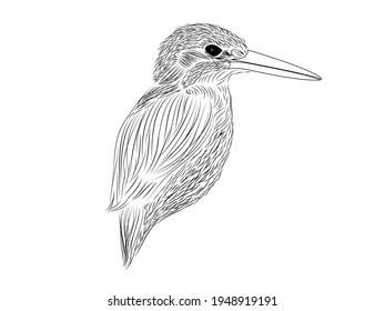 The fish bird drawn with adobe illustrator this a vector line art illustation 