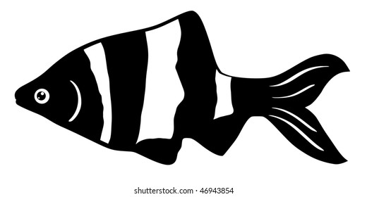 fish black ruby barb