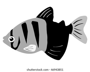 fish black tetra