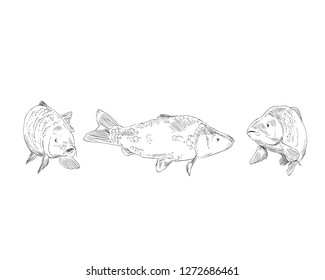 Fish carp hand drawn set. Vector illustration. 