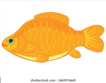 Fish carp on white background is insulated