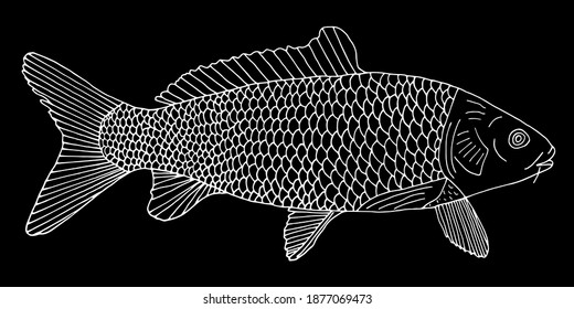 Fish carp with scales hand drawn. White contour of fish on black background. Vector illustration.
