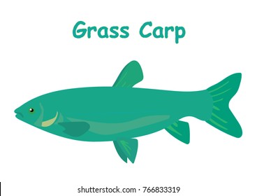 Fish cartoon vector illustration grass carp fish for kids, icon, t shirt design and other uses with aquatic animal isolated on white background, different types fish for education