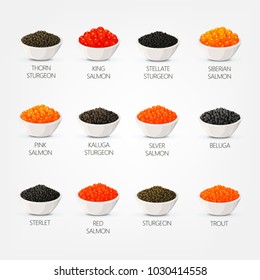 Fish caviare isolated on plates. Set of seafood thorn or stellate, kaluga sturgeon, king and silver, siberian and pink, red salmon, beluga and sterlet, trout isolated. Food and wealth, roe, nutrition