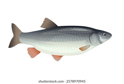 Fish chub closeup. Freshwater fish in realistic style, side view. Vector illustration isolated on a white background.