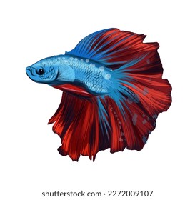 Fish cockerel, Siamese fighting fish cockerel betta from multicolored paints. Splash of watercolor, colored drawing, realistic. Vector illustration of paints
