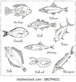 Fish collection: Dorado, Fish Eel, Tuna, Salmon, Halibut, Herring, Sea bass, Cod, Sturgeon. Vector illustration of fish for design menus, recipes and packages product.