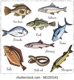 Fish collection: Dorado, Fish Eel, Tuna, Salmon, Halibut, Herring, Sea bass, Cod, Sturgeon. Vector illustration of fish for design menus, recipes and packages product.