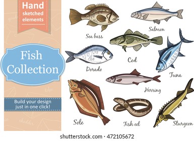 Fish collection: Dorado, Fish Eel, Tuna, Salmon, Halibut, Herring, Sea bass, Cod, Sturgeon. Vector illustration of fish for design menus, recipes and packages product.