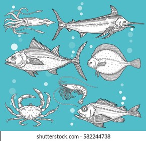 Fish collection, flounder, tuna, marlin, squid, shrimp, crab, snapper, Vintage seafood design.