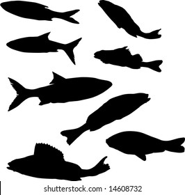fish collection isolated on white background