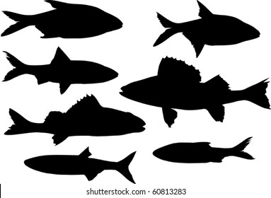 fish collection isolated on white background