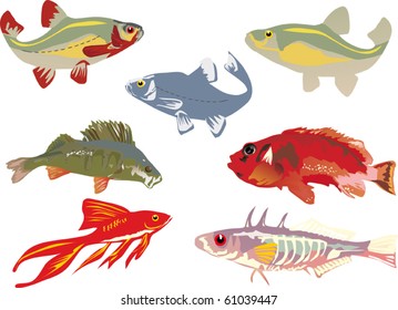 fish collection isolated on white background