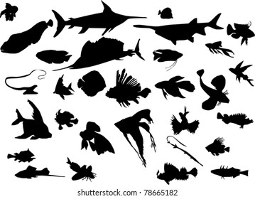 colección de peces aislada en fondo blanco