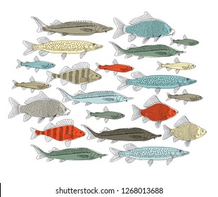 Fish collection, sketch for your design