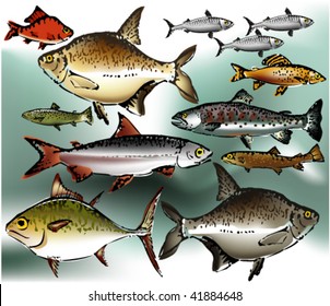Fish collection, vector illustration