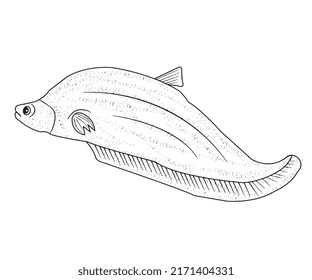 Fish coloring pages for kids