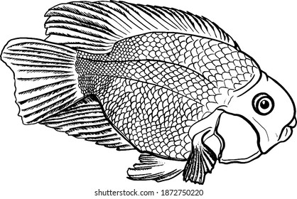 Fish in contour style isolated on white background. Marine animals symbol stock vector illustration.Cartoon icon. Hand drawn vector stock illustration