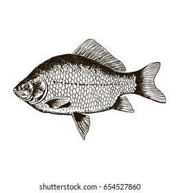 Fish crucian carp, isolated black and white, side view, hand drawn