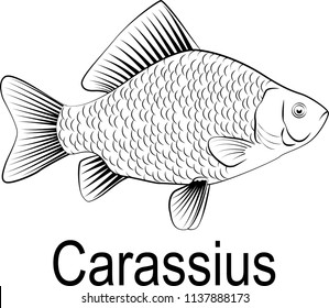 Fish Crucian. vector black and white illustration of a fish. Crucian