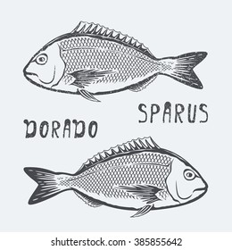 Fish Dorado sparus vector illustration