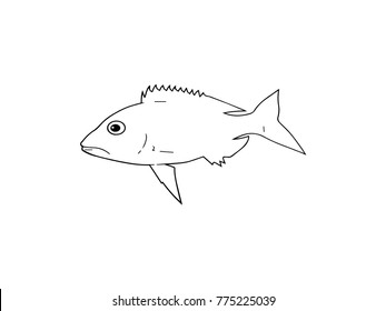 Fish draw on white background.