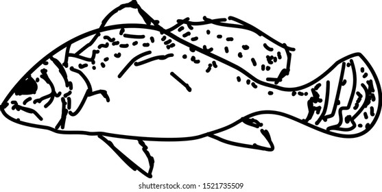 Fish drawing, illustration, vector on white background.