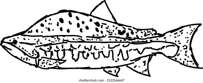 Fish drawing, illustration, vector on white background.