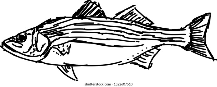 Fish drawing, illustration, vector on white background.