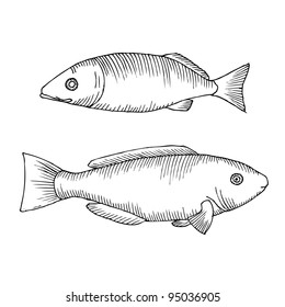 Featured image of post The Best 17 Fish Drawing Easy Realistic