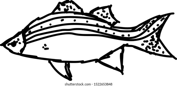 Fish drawing, vector on white background.