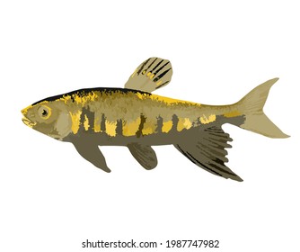 Fish Drawing White Background Vector