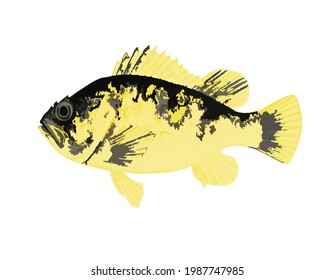 Fish Drawing White Background Vector