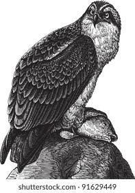 Fish Eagle (Pandion Haliaetus) - Vintage illustration from Meyers Konversations-Lexikon 1897