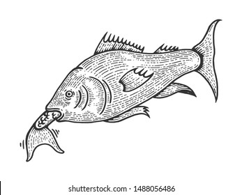 Fish eat swallows another smaller fish sketch engraving vector illustration. Scratch board style imitation. Black and white hand drawn image.