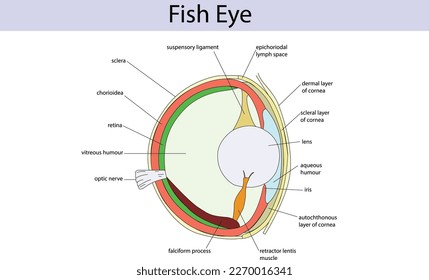 Fish Eye Anatomía vector biología ilustración 