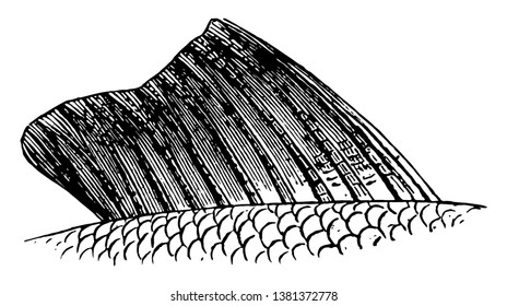 Fish Fin is usually the most distinctive anatomical features of a fish, vintage line drawing or engraving illustration.
