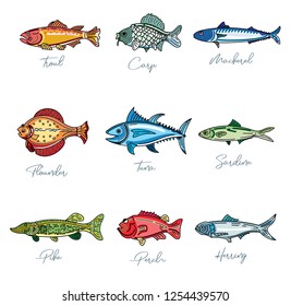 Fish for food.  Set  fishes in modern style. Illustrations of marine fauna in a cartoon style. Set of sea fish: scomber, codfish, flatfish, sea perch, salmon, tuna. Fish vector set in flat style. 