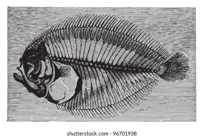 Fish fossil - Rhombus minimus (Tertiary period) / Vintage illustration from Meyers Konversations-Lexikon 1897