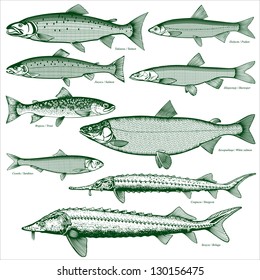 Fish freshwater vector 2. Types freshwater fish. Silhouettes of fish. Isolated-background objects. Vector illustration.