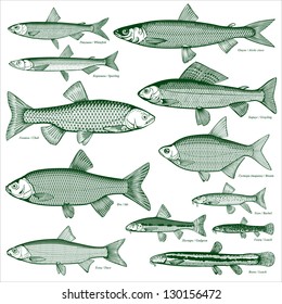 Fish freshwater vector 3. Types freshwater fish. Silhouettes of fish. Isolated-background objects. Vector illustration.