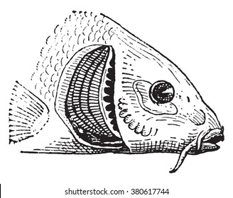 Fish gill, vintage engraved illustration. Dictionary of words and things - Larive and Fleury - 1895.